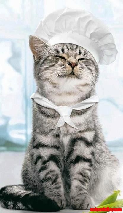 Chef Kitty