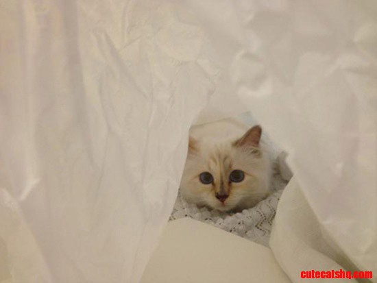 Choupette
