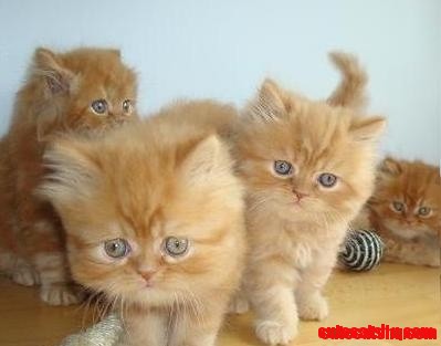 Cinnamon and Spice - 2 Persian Cats