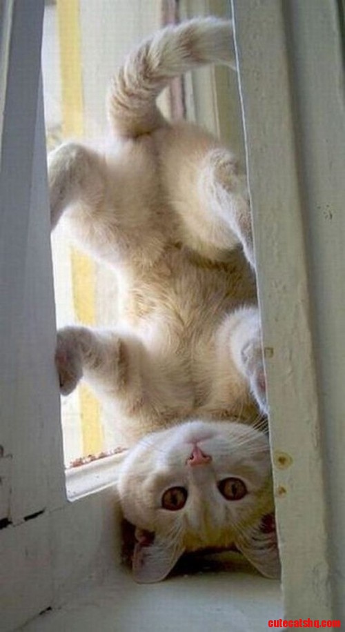 Circus Cat