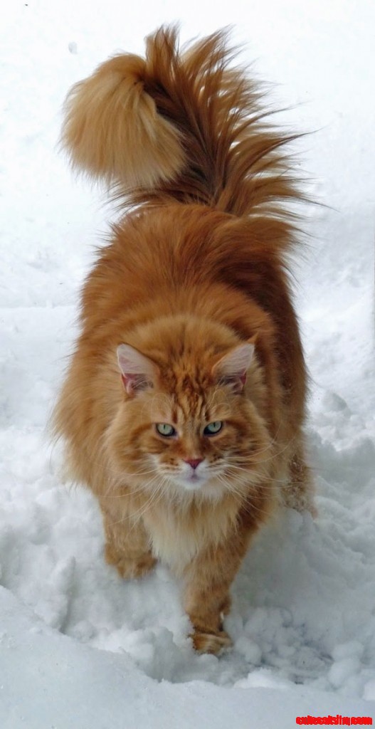 Classic Red Maine Coon Cat in Snow