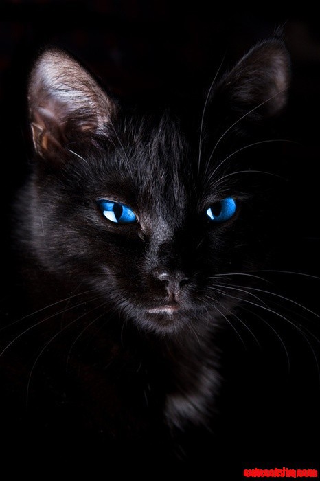 Coalstone