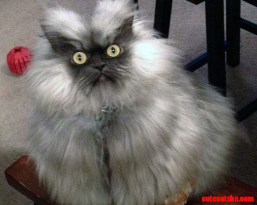 Colonel Meow Best Animal Memes 2012