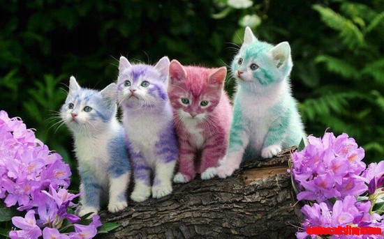Calico cat