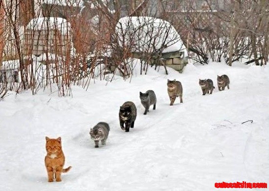 Come'on... That Crazy Cat Lady Lives Right Up Here. I Heard She Takes Everyone In!
