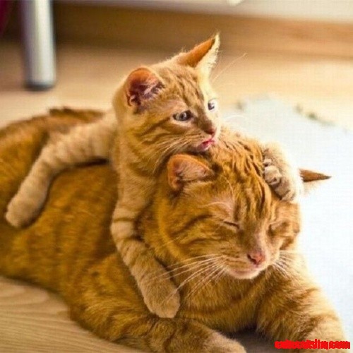 Comfy!