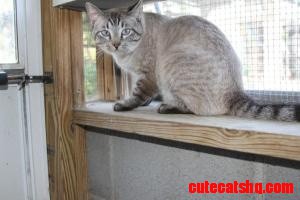 Cool Looking Siamese Cross