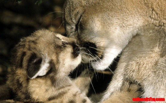 Cougar and Cub.