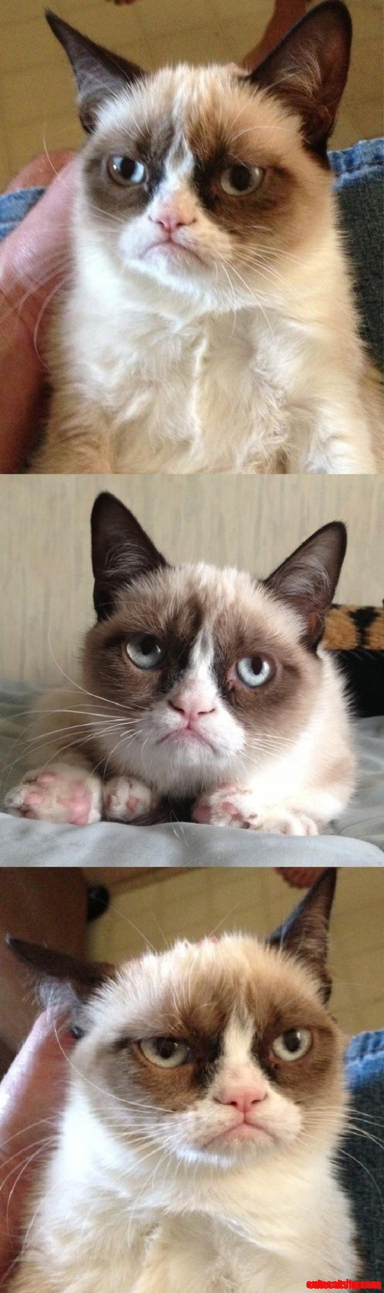 Crumpy Cat - I Want Him So Bad.
