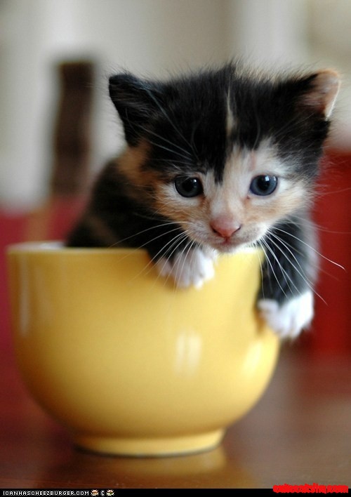 Calico cat