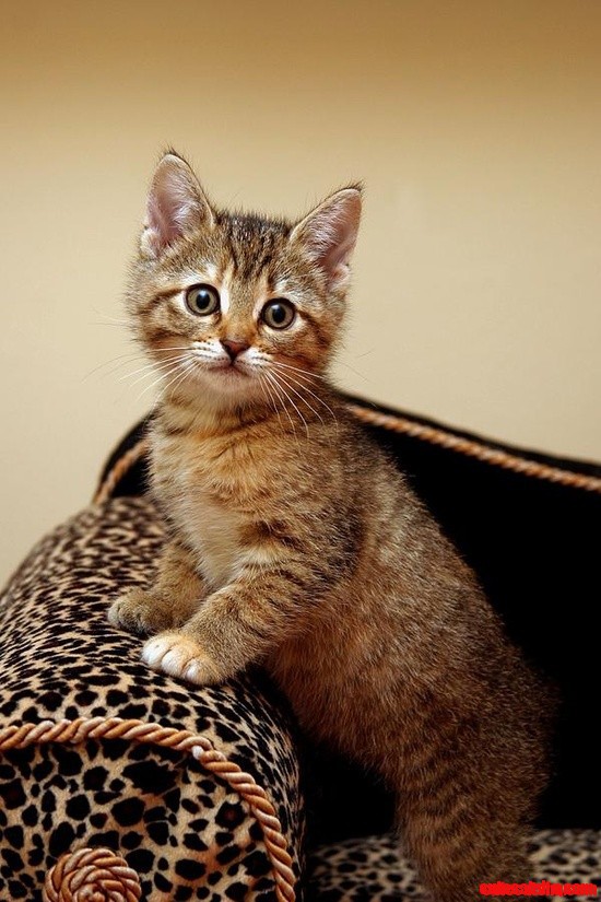 Curiosity in Those Cat Eyes!
