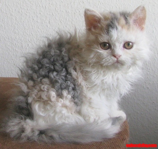 Calico cat