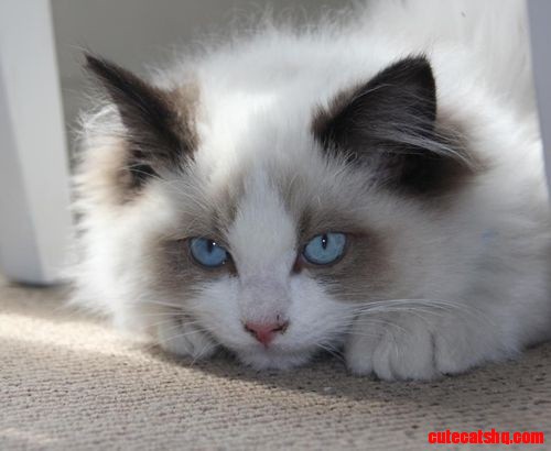Cute Blue Eyes