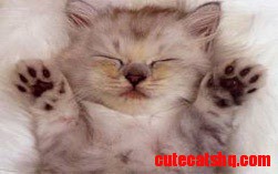 Cute Kitten