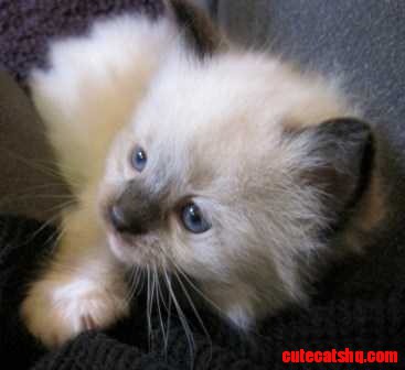 Cute Ragdoll Kitten