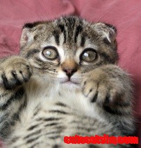 Cute Scottish Fold Kitten!