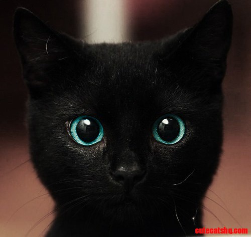 Cute Black Cat