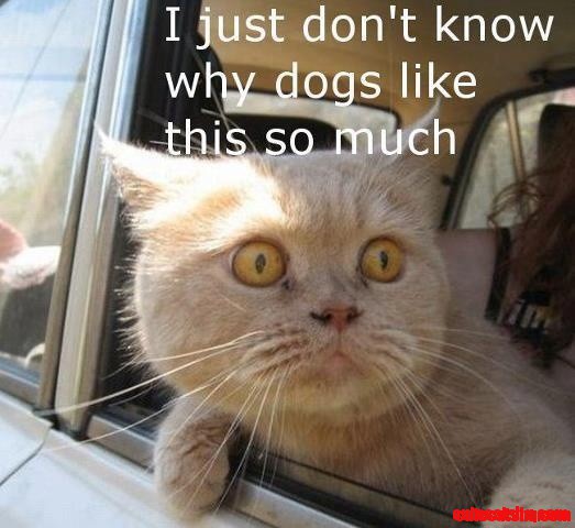 Cute Cat Lol