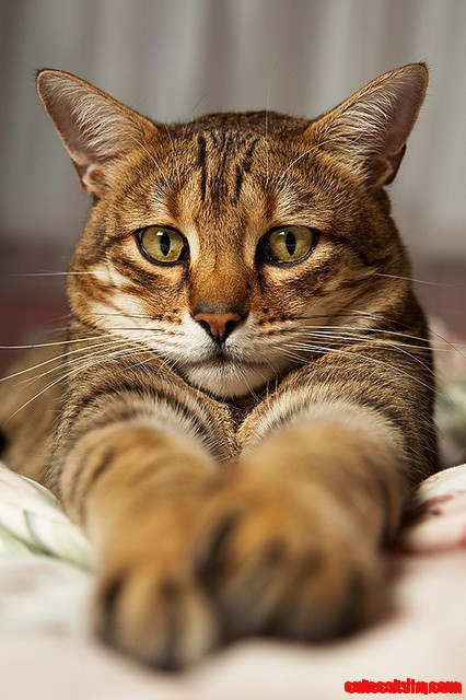 Cute Cat Face