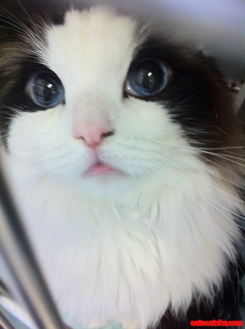 Cute Cat - Her Name Is Mimi
