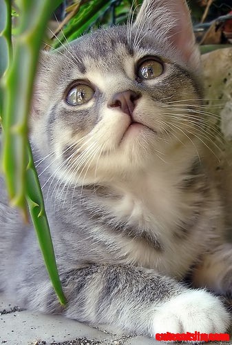 Cute Cat