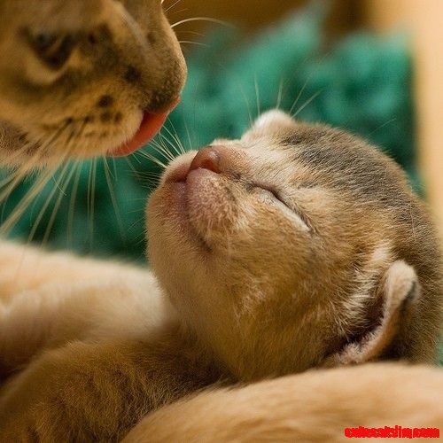 Cute Cute Cute Kitten