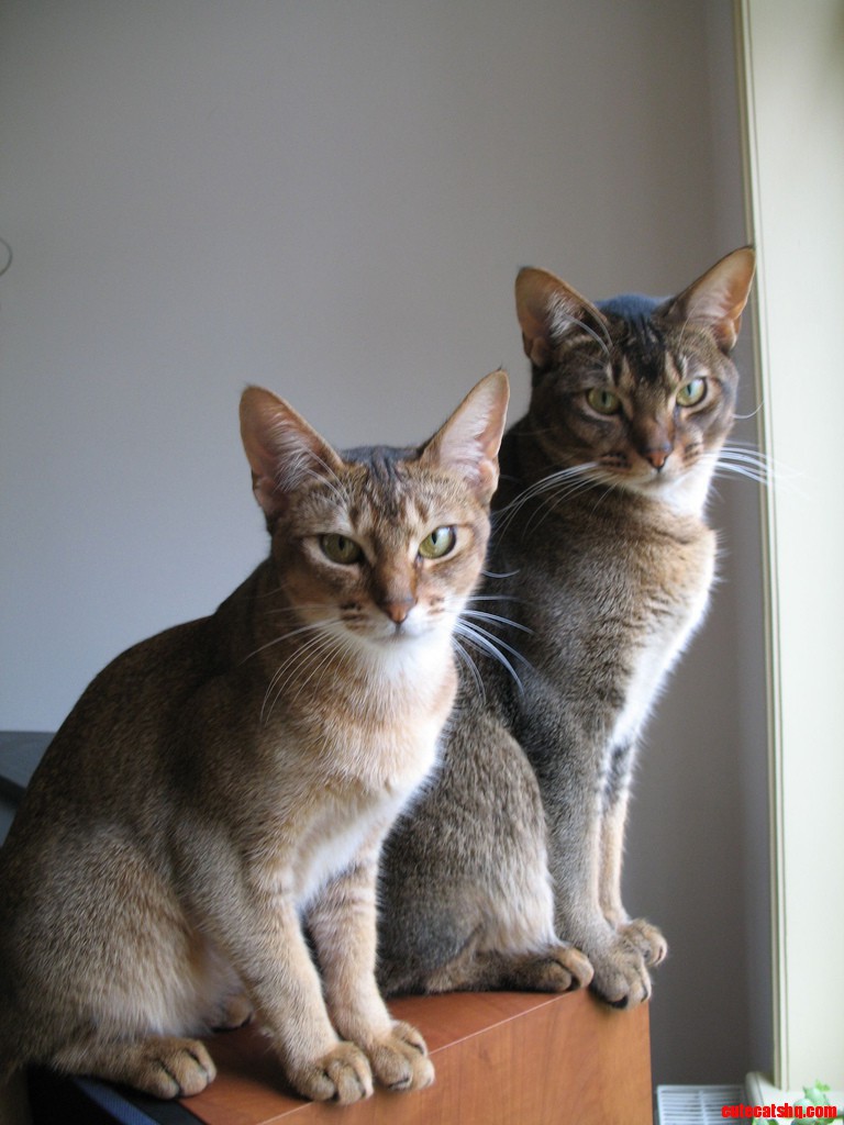 Cute Friends
