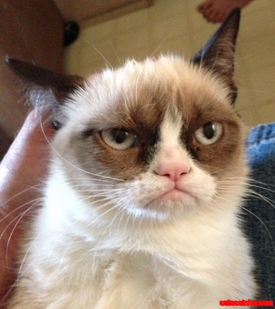 Cute Grumpy the Cat Look