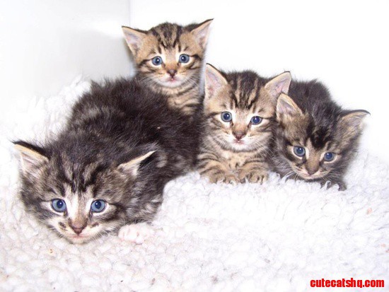 Cute Kittens - Diamond,palace,jubilee and Royal