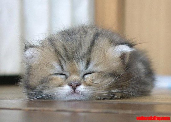 Cute Kittens Sleeping