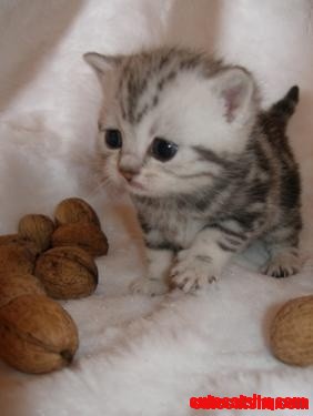 Cute Little Kitten