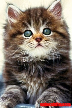 Cute Little Adorable Kitten