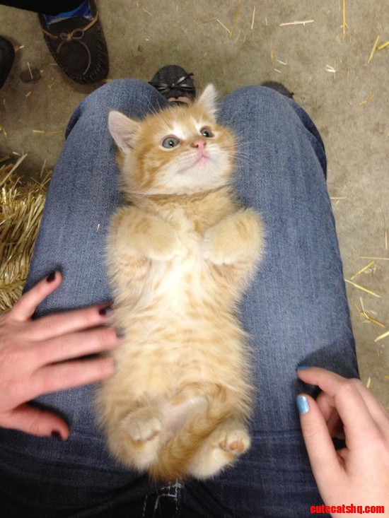 Cute Little Kitten