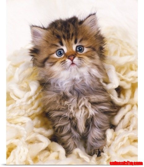 Cute Persian Kitty Cat