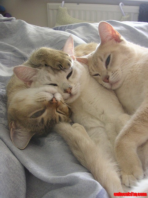 Cute Sleepy Cats