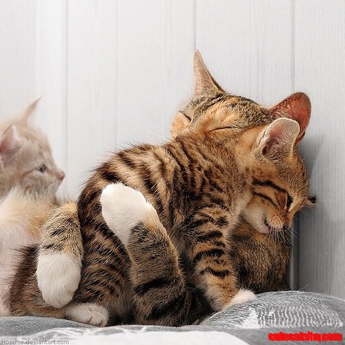 Cutest Kitten Hug
