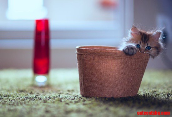 Daisy the Kitten