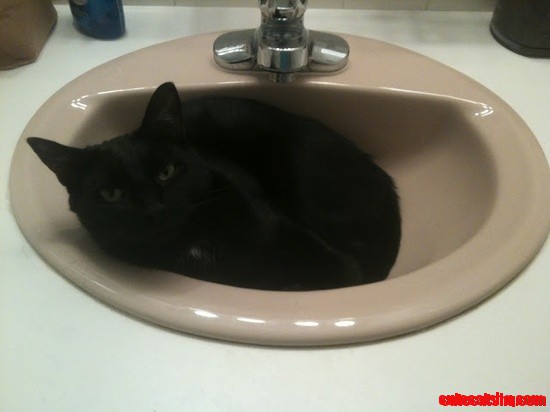 Dishes and Sinks Are Our Favorite Places!
