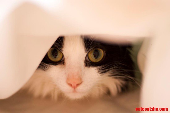 Do You Need Help Making the Bed?