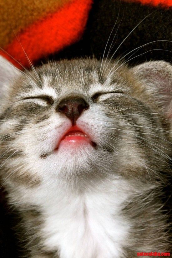 Does This Lipstick Suit Me?