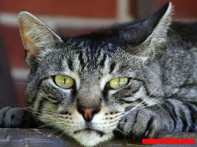 Domestic Longhaired Cat