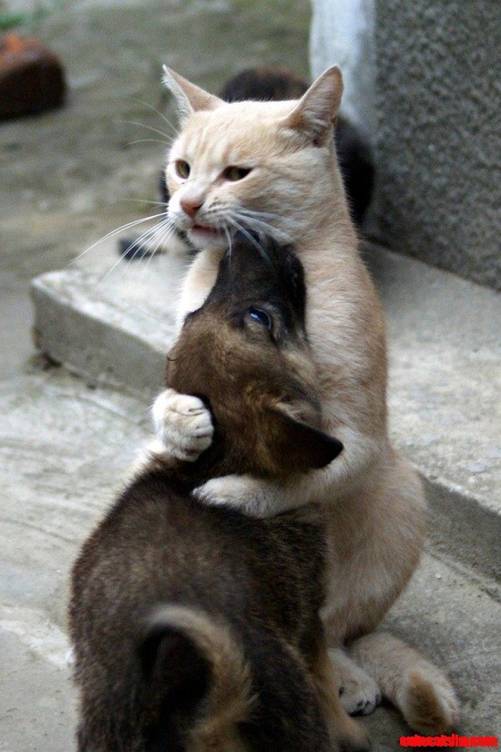 Dont Be Scared, Kitty