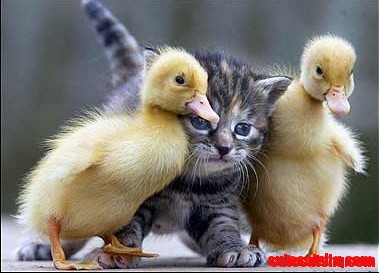 Ducky Kitten Sandwich