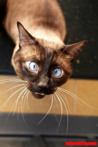 Duh Cat