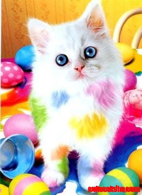 Easter Kitty - Happy Easter! :)