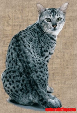 Egyptian Cat Mau