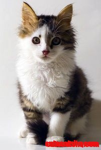 Calico cat