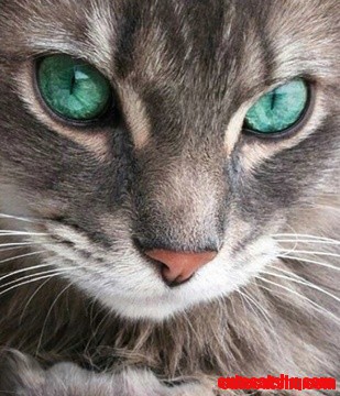 Emerald Green Cat Eyes