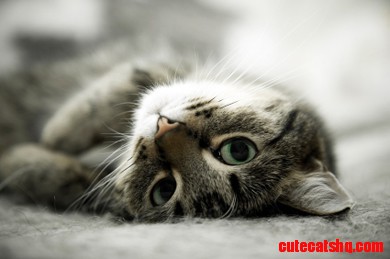 House Cat