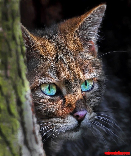 European Wildcat - Beautiful Cat. Looks Like a Maine Coon with a Bit More of a Bite.